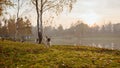 A group of three pugs, dogs are running on green grass and autumn leaves in a park, near a lake or a pond at sunset