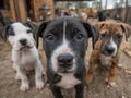 A group of three puppies standing next to each other Royalty Free Stock Photo