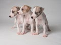 Group of three puppies of whippets breed