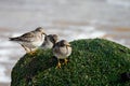 Group of three Purple Sandpipers - Calidris maritima - on sea shore rock at Horsey Gap in Norfolk,