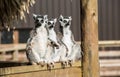 Group of three ring tailed lemurs sunbathing Royalty Free Stock Photo