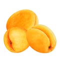 Group of three ripe whole apricots, hand drawn watercolor Royalty Free Stock Photo