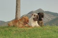 Group of three shar pei purebred dog resting on the grass