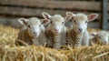 A group of three sheep are standing in a pile of hay, AI Royalty Free Stock Photo