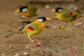 A group of three Silver-eared Mesia perching on the ground Royalty Free Stock Photo