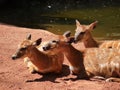 A group of three sitatunga sitting and resting near the river Royalty Free Stock Photo