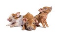 Group of three Sitting Young piglets mixedbreed, isolated