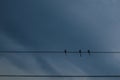 Group of three small birds standing on the cable of light on a rural road, behind them the background of a cloudy sky