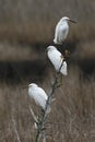 Group of three Snowy Egrets perched on a branch Royalty Free Stock Photo