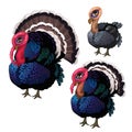 Group of three turkeys of different ages. Vector Royalty Free Stock Photo