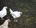 A group of three white chickens looking at the camera in the open air. Close-up Royalty Free Stock Photo