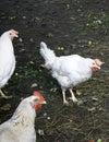 A group of three white chickens looking at the camera in the open air. Close-up Royalty Free Stock Photo