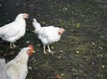 A group of three white chickens looking at the camera in the open air. Close-up Royalty Free Stock Photo