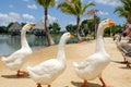 Group of Three White gooses