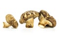 Fresh raw shiitake mushroom isolated on white Royalty Free Stock Photo