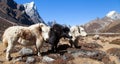 Three yaks, Nepal Himalayas mountains