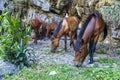 Group of three young horses near the rocks Royalty Free Stock Photo