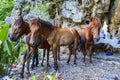 Group of three young horses near the rocks Royalty Free Stock Photo