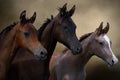Group of three young horses Royalty Free Stock Photo