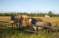 Group of three young horses Royalty Free Stock Photo