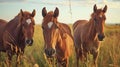 Group of three young horses on the pasture. AI Generative Royalty Free Stock Photo