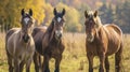 Group of three young horses on the pasture. AI Generative Royalty Free Stock Photo