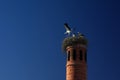 A group of three young storks in a nest on a red brick chimney with clear blue sky in the background Royalty Free Stock Photo