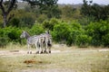 Group of three African Zebras in the wild Royalty Free Stock Photo