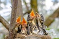 Group of thrush bird baby sitting in their nest with mouths wide open waiting for feeding. Baby bird in nest concept Royalty Free Stock Photo