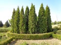 Thuja occidentalis - northern white-cedar, eastern white cedar,