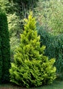 Group of Thuja occidentalis, also known as northern white-cedar, eastern white cedar,