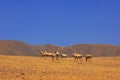 Group of Tibetan Antelope