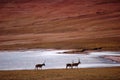 Group of Tibetan Antelope