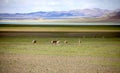 A group tibetan gazelles