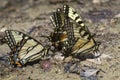 A group of tiger swallowtail butterflies (Papilio glaucas)