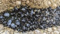 A group of tightly packed mussels attached to a rock crevice Royalty Free Stock Photo