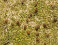 A group of tiny Globular Springtails on a neglected gravestone Royalty Free Stock Photo