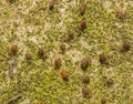 A group of tiny Globular Springtails on a neglected gravestone