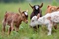 group of tiny goats head-butting and playing in green meadow Royalty Free Stock Photo