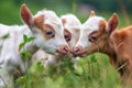 group of tiny goats head-butting and playing in green meadow Royalty Free Stock Photo