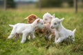 group of tiny goats wrestling in grassy meadow