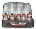 Group tiny kittens in the bag. on white background