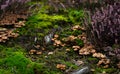 Group of tiny wild mushrooms among heath, heather flowers and green juicy moss. Magic background of an enchanted forest scene. Royalty Free Stock Photo