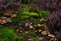 Group of tiny wild mushrooms among heath, heather flowers and green juicy moss. Magic background of an enchanted forest scene. Royalty Free Stock Photo