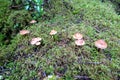 A group of toadstool mushrooms growing out of moss in a beautiful forest Royalty Free Stock Photo
