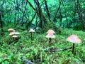 A group of toadstool mushrooms growing out of moss in a beautiful forest Royalty Free Stock Photo