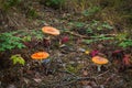 Group of toadstools or Amanita muscaria or fly agaric or fly amanita