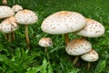 Group of toadstools in a grass field Royalty Free Stock Photo