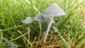 Group of Toadstools in Grass Royalty Free Stock Photo