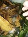 A group of todpole in a puddle banana leaf and water plant Royalty Free Stock Photo